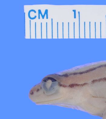 Media type: image; Herpetology A-27272